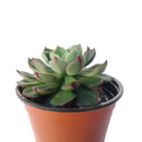 4 inch echeveria ciliata x nodulosa live succulent for sale, rich green foliage with vivid burgundy margins and backs, glaucous textured velvety leaves in a symmetrical rosette, compact yet sprawling growth style perfect for container planting, easy care sun-loving hybrid succulent, striking bohemian or architectural indoor decor accent, a rare and memorable succulent gift for any plant enthusiast
