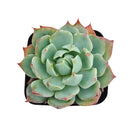 Echeveria Tolucensis