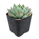 Echeveria Tolucensis