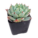Echeveria Tolucensis