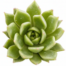 Echeveria agavoides ‘Dark Green’