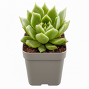 Echeveria agavoides ‘Dark Green’