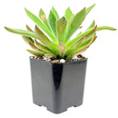 2 inch echeveria pulvinata x setosa live succulent for sale, plush velvety hybrid rosette in plastic pot, bright apple green foliage with pinkish leaf tips, compact upright and spreading growth, tolerates dry indoor air well, stylish boho succulent display piece, wonderful gift for collectors and beginners alike