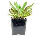2 inch echeveria pulvinata x setosa live succulent for sale, plush velvety hybrid rosette in plastic pot, bright apple green foliage with pinkish leaf tips, compact upright and spreading growth, tolerates dry indoor air well, stylish boho succulent display piece, wonderful gift for collectors and beginners alike