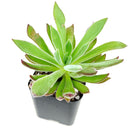2 inch echeveria pulvinata x setosa live succulent for sale, plush velvety hybrid rosette in plastic pot, bright apple green foliage with pinkish leaf tips, compact upright and spreading growth, tolerates dry indoor air well, stylish boho succulent display piece, wonderful gift for collectors and beginners alike
