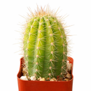 Echinopsis Huascha Hybrid Cactus