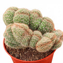 buy Echinopsis f. cristata - Caterpillar Cactus live cactus 6 inch online, rare south american crested cactus cultivar with sculptural wavy texture, bright green accordion ridged surface and short bristly spines, slow growing wide-spreading form in plastic pot, full sun to bright indirect light care, modern bohemian home decor accent, memorable gift for rare plant lovers