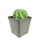 4 inch echinopsis oxygona 'easter lily cactus' live cactus for sale, compact globular cactus with sharp angular ribs dark green coloring and clusters of short stiff spines, spectacular large fragrant blooms in white lavender or pink that open in the evening and last through the next day, mat-forming spreading habit suited for decorative containers and sunny indoor or outdoor settings, hardy low maintenance drought tolerant easy care cactus safe for pets, a showstopping architectural plant for modern minimal