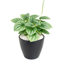 6" pot peperomia 'frost' live houseplant for sale, full plant view in nursery pot showing dense silver-frosted foliage with prominent dark green veins and rippled heart-shaped leaves, compact slow-growing tropical plant native to south america, non-toxic to cats dogs and humans, air-purifying properties make it ideal for home and office environments, an exceptional and enduring gift for any plant lover