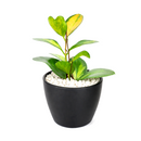 buy hoya lisa live houseplant 4" pot online, vivid variegated hoya australis lisa with multicolor foliage in lime green yellow cream and peach, vining trailing growth form with lush waxy semi-succulent leaves, rare cultivar prized by hoya collectors for its striking painterly appearance, blooms fragrant star-shaped white flowers under the right indoor conditions, a stunning bohemian accent for bright rooms hanging baskets and open shelving, a rare and meaningful plant gift for any occasion