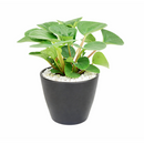 8" pot peperomia 'rana verde' live houseplant for sale, mature specimen with full deep green rippled canopy, prominent leaf venation and matte finish, compact non-sprawling growth, beginner and pet friendly, ideal for shelves, desks, or terrariums as a living decor accent, a generous and safe gift for any home