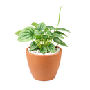6" pot peperomia 'frost' live houseplant for sale, full plant view in nursery pot showing dense silver-frosted foliage with prominent dark green veins and rippled heart-shaped leaves, compact slow-growing tropical plant native to south america, non-toxic to cats dogs and humans, air-purifying properties make it ideal for home and office environments, an exceptional and enduring gift for any plant lover