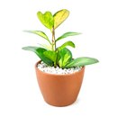 buy hoya lisa live houseplant 4" pot online, vivid variegated hoya australis lisa with multicolor foliage in lime green yellow cream and peach, vining trailing growth form with lush waxy semi-succulent leaves, rare cultivar prized by hoya collectors for its striking painterly appearance, blooms fragrant star-shaped white flowers under the right indoor conditions, a stunning bohemian accent for bright rooms hanging baskets and open shelving, a rare and meaningful plant gift for any occasion