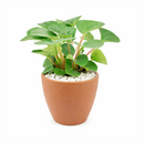 8" pot peperomia 'rana verde' live houseplant for sale, mature specimen with full deep green rippled canopy, prominent leaf venation and matte finish, compact non-sprawling growth, beginner and pet friendly, ideal for shelves, desks, or terrariums as a living decor accent, a generous and safe gift for any home