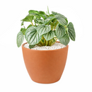 6" pot peperomia 'frost' live houseplant for sale, full plant view in nursery pot showing dense silver-frosted foliage with prominent dark green veins and rippled heart-shaped leaves, compact slow-growing tropical plant native to south america, non-toxic to cats dogs and humans, air-purifying properties make it ideal for home and office environments, an exceptional and enduring gift for any plant lover