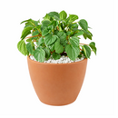 8" pot peperomia 'rana verde' live houseplant for sale, mature specimen with full deep green rippled canopy, prominent leaf venation and matte finish, compact non-sprawling growth, beginner and pet friendly, ideal for shelves, desks, or terrariums as a living decor accent, a generous and safe gift for any home