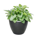 6" pot peperomia 'frost' live houseplant for sale, full plant view in nursery pot showing dense silver-frosted foliage with prominent dark green veins and rippled heart-shaped leaves, compact slow-growing tropical plant native to south america, non-toxic to cats dogs and humans, air-purifying properties make it ideal for home and office environments, an exceptional and enduring gift for any plant lover