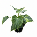 buy philodendron 'verrucosum' live houseplant 4" pot online, iconic velvet-finish heart-shaped leaves with bold contrasting venation, bronze-toned new growth maturing to deep moody green, compact yet vigorous vining aroid, crown jewel of the aroid collector world, an extraordinary botanical gift for rare plant lovers