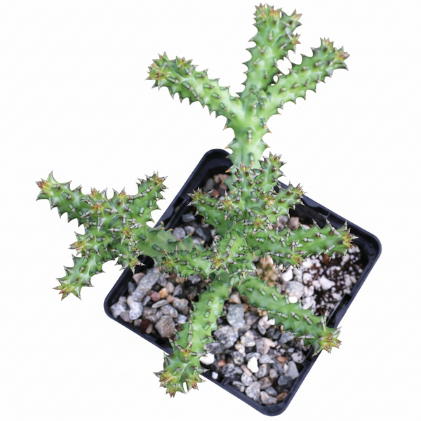 persian carpet succulent Edithcolea grandis 'Persian Carpet Flower' | Rare Exotic Succulent