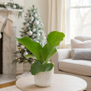 4" pot fern 'elephant' live houseplant for sale, undivided rounded fertile fronds with soft fuzzy texture, arching sterile shield fronds, compact starter specimen, humidity-loving tropical epiphyte, striking bohemian living wall decor accent, an extraordinary and rare gift for the discerning plant collector