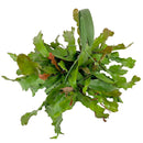 4" ric rac cactus fire (epiphyllum anguliger) live cactus for sale, compact starter size with bold fishbone stem pattern, bright green flat deeply notched texture, upright then trailing cascading growth, non-toxic pet-safe tropical cactus, moderate humidity lover for kitchens or shelves