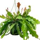 4" ric rac cactus fire (epiphyllum anguliger) live cactus for sale, compact starter size with bold fishbone stem pattern, bright green flat deeply notched texture, upright then trailing cascading growth, non-toxic pet-safe tropical cactus, moderate humidity lover for kitchens or shelves