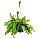 4" ric rac cactus fire (epiphyllum anguliger) live cactus for sale, compact starter size with bold fishbone stem pattern, bright green flat deeply notched texture, upright then trailing cascading growth, non-toxic pet-safe tropical cactus, moderate humidity lover for kitchens or shelves
