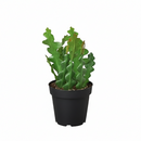 Buy 6in Epiphyllum 'Ric Rac' Cactus live plant online. This unique epiphytic cactus features flat, zigzag leaves with a distinctive fishbone pattern. Easy to care for, it thrives in bright indirect light, well-draining soil, and moderate watering.