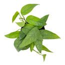 buy pothos 'cebu blue' live houseplant 3" pot online, petite starter trailing vine with distinctive blue-toned iridescent leaves, narrow smooth leaf form unique among common pothos varieties, thrives in moderate to bright indirect indoor light, minimal care needs suit busy plant owners, a beautiful and affordable bohemian gift for any indoor plant collection