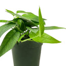 buy pothos 'cebu blue' live houseplant 3" pot online, petite starter trailing vine with distinctive blue-toned iridescent leaves, narrow smooth leaf form unique among common pothos varieties, thrives in moderate to bright indirect indoor light, minimal care needs suit busy plant owners, a beautiful and affordable bohemian gift for any indoor plant collection