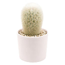 Peruvian Old Lady Cactus - Espostoa melanostele