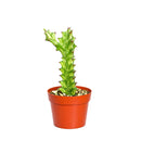 6" pot euphorbia 'mint cream' cactus live cactus for sale, large upright variegated cathedral cactus with luminous cream and soft green triangular stems, slow-growing rare cultivar with bold sculptural form, tolerates dry air and infrequent watering, ideal as a floor plant in bright living rooms or as a showstopping centerpiece, an extraordinary and memorable gift for any plant lover