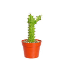 6" pot euphorbia 'mint cream' cactus live cactus for sale, large upright variegated cathedral cactus with luminous cream and soft green triangular stems, slow-growing rare cultivar with bold sculptural form, tolerates dry air and infrequent watering, ideal as a floor plant in bright living rooms or as a showstopping centerpiece, an extraordinary and memorable gift for any plant lover