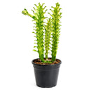 6" pot euphorbia 'mint cream' cactus live cactus for sale, large upright variegated cathedral cactus with luminous cream and soft green triangular stems, slow-growing rare cultivar with bold sculptural form, tolerates dry air and infrequent watering, ideal as a floor plant in bright living rooms or as a showstopping centerpiece, an extraordinary and memorable gift for any plant lover