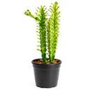 6" pot euphorbia 'mint cream' cactus live cactus for sale, large upright variegated cathedral cactus with luminous cream and soft green triangular stems, slow-growing rare cultivar with bold sculptural form, tolerates dry air and infrequent watering, ideal as a floor plant in bright living rooms or as a showstopping centerpiece, an extraordinary and memorable gift for any plant lover