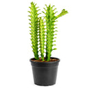 6" pot euphorbia 'mint cream' cactus live cactus for sale, large upright variegated cathedral cactus with luminous cream and soft green triangular stems, slow-growing rare cultivar with bold sculptural form, tolerates dry air and infrequent watering, ideal as a floor plant in bright living rooms or as a showstopping centerpiece, an extraordinary and memorable gift for any plant lover