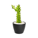 6" pot euphorbia 'mint cream' cactus live cactus for sale, large upright variegated cathedral cactus with luminous cream and soft green triangular stems, slow-growing rare cultivar with bold sculptural form, tolerates dry air and infrequent watering, ideal as a floor plant in bright living rooms or as a showstopping centerpiece, an extraordinary and memorable gift for any plant lover