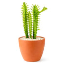 6" pot euphorbia 'mint cream' cactus live cactus for sale, large upright variegated cathedral cactus with luminous cream and soft green triangular stems, slow-growing rare cultivar with bold sculptural form, tolerates dry air and infrequent watering, ideal as a floor plant in bright living rooms or as a showstopping centerpiece, an extraordinary and memorable gift for any plant lover