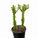 6" pot euphorbia 'mint cream' cactus live cactus for sale, large upright variegated cathedral cactus with luminous cream and soft green triangular stems, slow-growing rare cultivar with bold sculptural form, tolerates dry air and infrequent watering, ideal as a floor plant in bright living rooms or as a showstopping centerpiece, an extraordinary and memorable gift for any plant lover