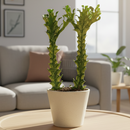 6" pot euphorbia 'mint cream' cactus live cactus for sale, large upright variegated cathedral cactus with luminous cream and soft green triangular stems, slow-growing rare cultivar with bold sculptural form, tolerates dry air and infrequent watering, ideal as a floor plant in bright living rooms or as a showstopping centerpiece, an extraordinary and memorable gift for any plant lover