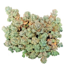 buy sedum fuzzy wuzzy succulent live succulent 2 inch online, soft velvety white-haired miniature rosettes with cool glaucous coloring, dense low-growing clumping form that gracefully spills over container edges, resilient and easy care drought tolerant nature, presented in a plastic pot ready to grow, adds bohemian charm and delicate texture to any plant arrangement, a sweet and unique succulent gift for any plant lover