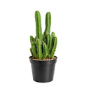 buy fairy castle cactus live cactus 6" pot online, flourishing multi-branched fairy castle cactus with tall columnar turrets in rich deep green, angular pentagonal ribbed stems with woolly white areoles, heat tolerant full-sun desert native with excellent drought resistance, eye-catching architectural centerpiece plant for bright sunny rooms, timeless sculptural decor piece built to last decades, outstanding gift for cactus enthusiasts and interior plant lovers