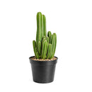 buy fairy castle cactus live cactus 6" pot online, flourishing multi-branched fairy castle cactus with tall columnar turrets in rich deep green, angular pentagonal ribbed stems with woolly white areoles, heat tolerant full-sun desert native with excellent drought resistance, eye-catching architectural centerpiece plant for bright sunny rooms, timeless sculptural decor piece built to last decades, outstanding gift for cactus enthusiasts and interior plant lovers