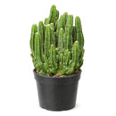 buy fairy castle cactus live cactus 6" pot online, flourishing multi-branched fairy castle cactus with tall columnar turrets in rich deep green, angular pentagonal ribbed stems with woolly white areoles, heat tolerant full-sun desert native with excellent drought resistance, eye-catching architectural centerpiece plant for bright sunny rooms, timeless sculptural decor piece built to last decades, outstanding gift for cactus enthusiasts and interior plant lovers