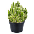 buy fairy castle cactus live cactus 6" pot online, flourishing multi-branched fairy castle cactus with tall columnar turrets in rich deep green, angular pentagonal ribbed stems with woolly white areoles, heat tolerant full-sun desert native with excellent drought resistance, eye-catching architectural centerpiece plant for bright sunny rooms, timeless sculptural decor piece built to last decades, outstanding gift for cactus enthusiasts and interior plant lovers