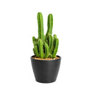 buy fairy castle cactus live cactus 6" pot online, flourishing multi-branched fairy castle cactus with tall columnar turrets in rich deep green, angular pentagonal ribbed stems with woolly white areoles, heat tolerant full-sun desert native with excellent drought resistance, eye-catching architectural centerpiece plant for bright sunny rooms, timeless sculptural decor piece built to last decades, outstanding gift for cactus enthusiasts and interior plant lovers