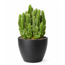 buy fairy castle cactus live cactus 6" pot online, flourishing multi-branched fairy castle cactus with tall columnar turrets in rich deep green, angular pentagonal ribbed stems with woolly white areoles, heat tolerant full-sun desert native with excellent drought resistance, eye-catching architectural centerpiece plant for bright sunny rooms, timeless sculptural decor piece built to last decades, outstanding gift for cactus enthusiasts and interior plant lovers