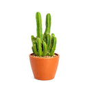 buy fairy castle cactus live cactus 6" pot online, flourishing multi-branched fairy castle cactus with tall columnar turrets in rich deep green, angular pentagonal ribbed stems with woolly white areoles, heat tolerant full-sun desert native with excellent drought resistance, eye-catching architectural centerpiece plant for bright sunny rooms, timeless sculptural decor piece built to last decades, outstanding gift for cactus enthusiasts and interior plant lovers