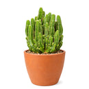 buy fairy castle cactus live cactus 6" pot online, flourishing multi-branched fairy castle cactus with tall columnar turrets in rich deep green, angular pentagonal ribbed stems with woolly white areoles, heat tolerant full-sun desert native with excellent drought resistance, eye-catching architectural centerpiece plant for bright sunny rooms, timeless sculptural decor piece built to last decades, outstanding gift for cactus enthusiasts and interior plant lovers