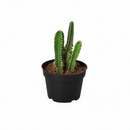 buy fairy castle cactus live cactus 6" pot online, flourishing multi-branched fairy castle cactus with tall columnar turrets in rich deep green, angular pentagonal ribbed stems with woolly white areoles, heat tolerant full-sun desert native with excellent drought resistance, eye-catching architectural centerpiece plant for bright sunny rooms, timeless sculptural decor piece built to last decades, outstanding gift for cactus enthusiasts and interior plant lovers